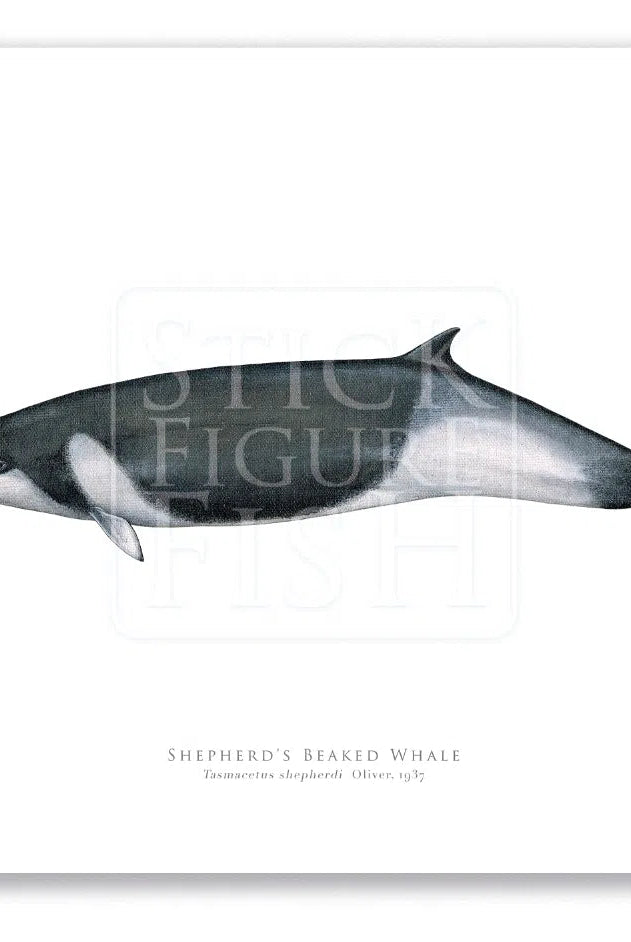 Shepherd's Beaked Whale, Tasmacetus shepherdi Oliver, 1937 - Fine Art Print-Stick Figure Fish Illustration