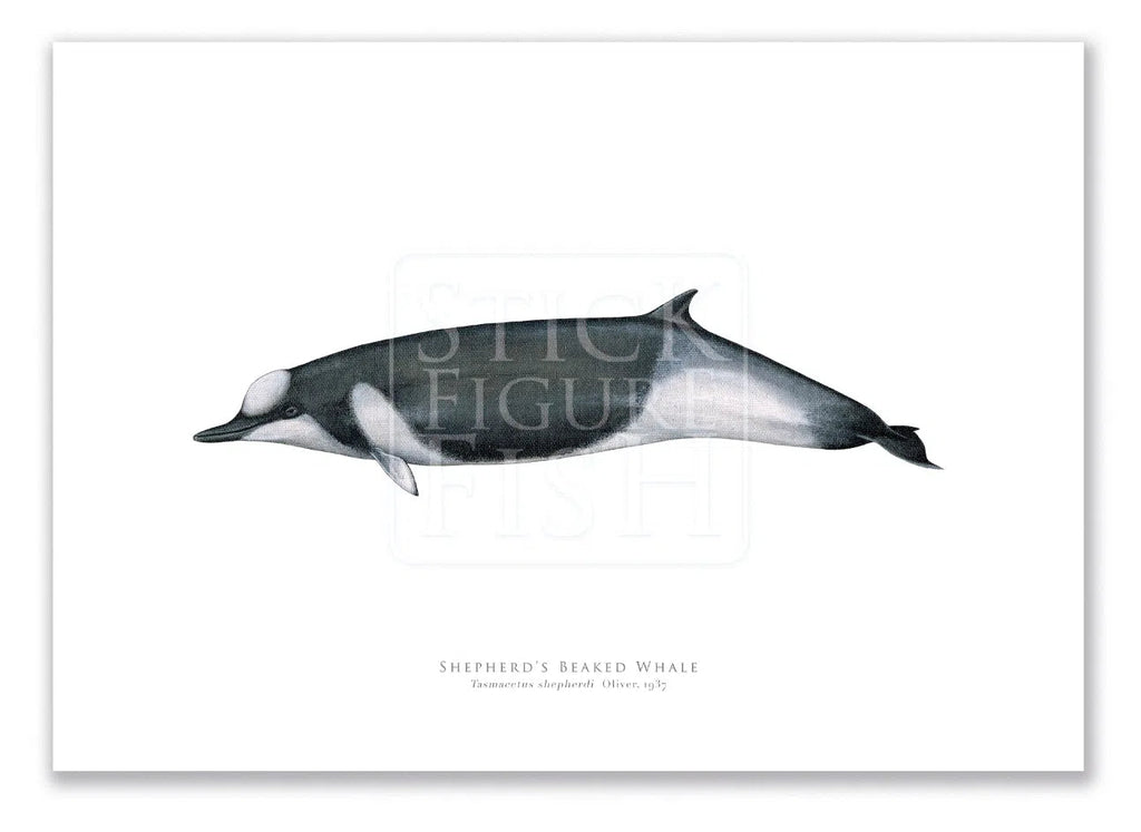 Shepherd's Beaked Whale, Tasmacetus shepherdi Oliver, 1937 - Fine Art Print-Stick Figure Fish Illustration