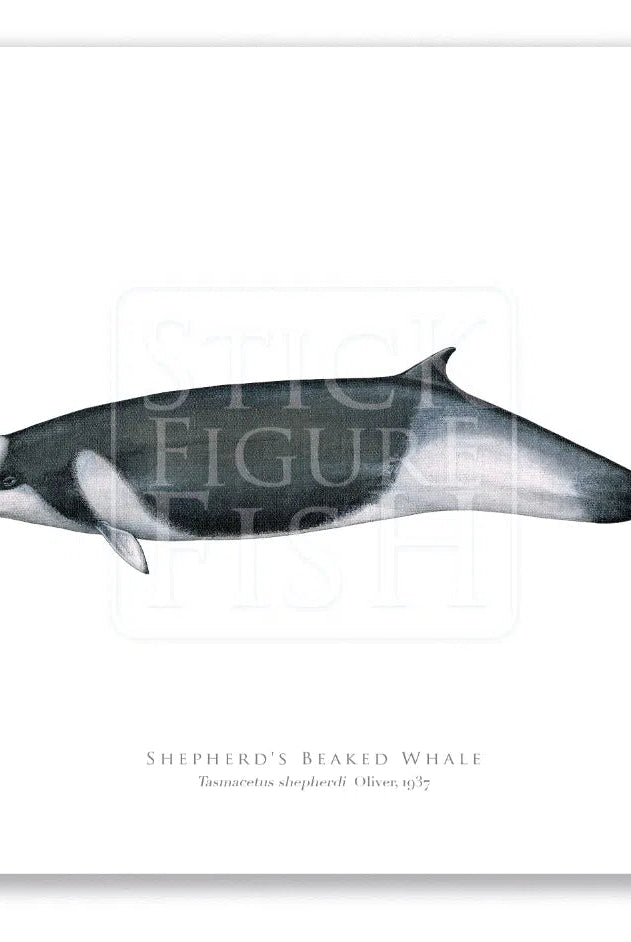 Shepherd's Beaked Whale, Tasmacetus shepherdi Oliver, 1937 - Fine Art Print-Stick Figure Fish Illustration