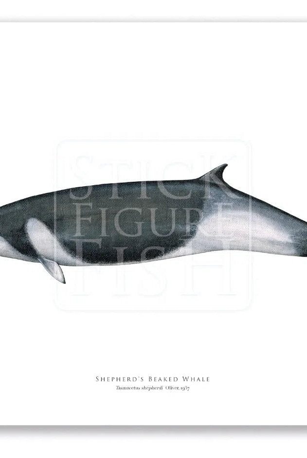 Shepherd's Beaked Whale, Tasmacetus shepherdi Oliver, 1937 - Fine Art Print-Stick Figure Fish Illustration