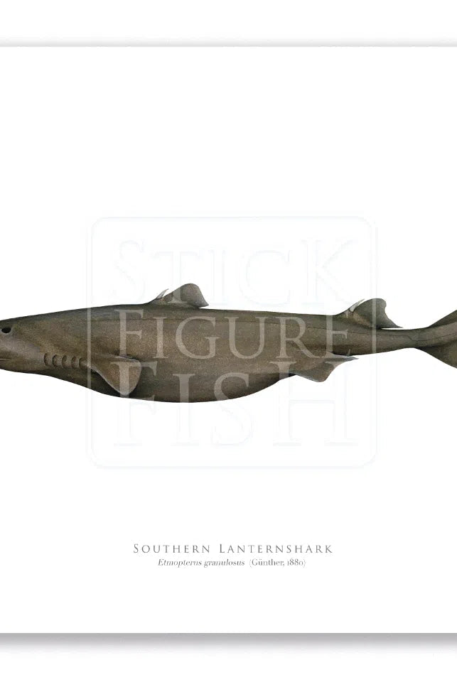 Southern Lanternshark, Etmopterus granulosus (Günther, 1880) - Fine Art Print-Stick Figure Fish Illustration