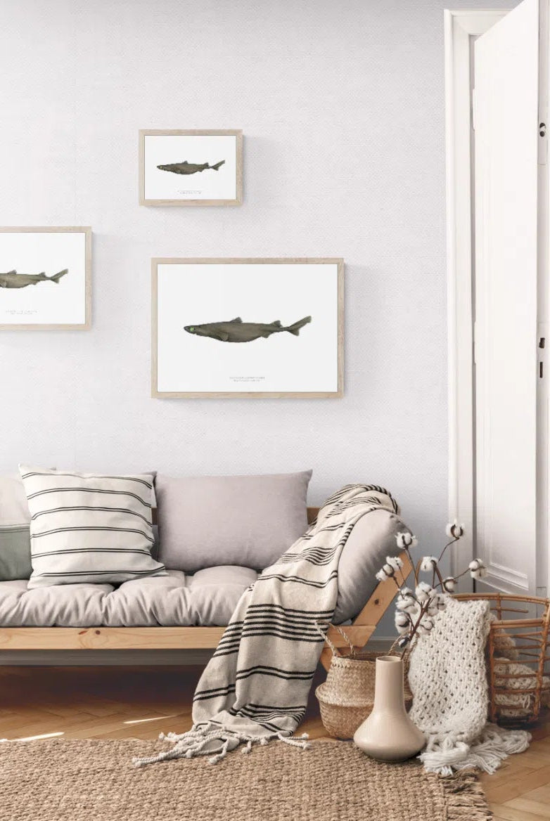 Southern Lanternshark, Etmopterus granulosus (Günther, 1880) - Fine Art Print-Stick Figure Fish Illustration