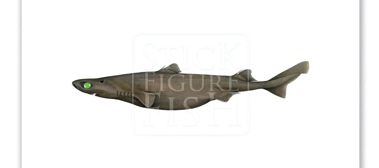 Southern Lanternshark, Etmopterus granulosus (Günther, 1880) - Fine Art Print-Stick Figure Fish Illustration