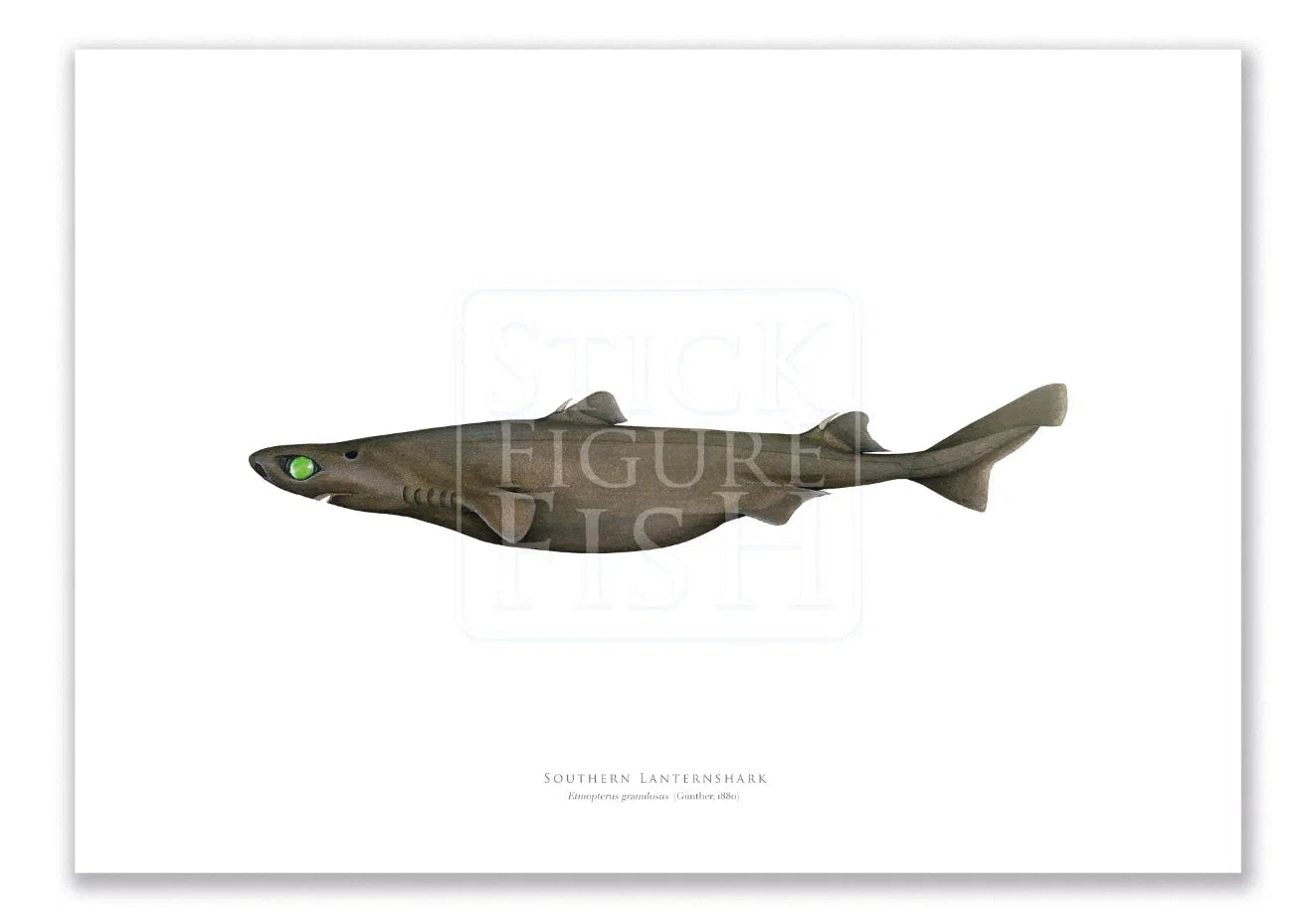 Southern Lanternshark, Etmopterus granulosus (Günther, 1880) - Fine Art Print-Stick Figure Fish Illustration
