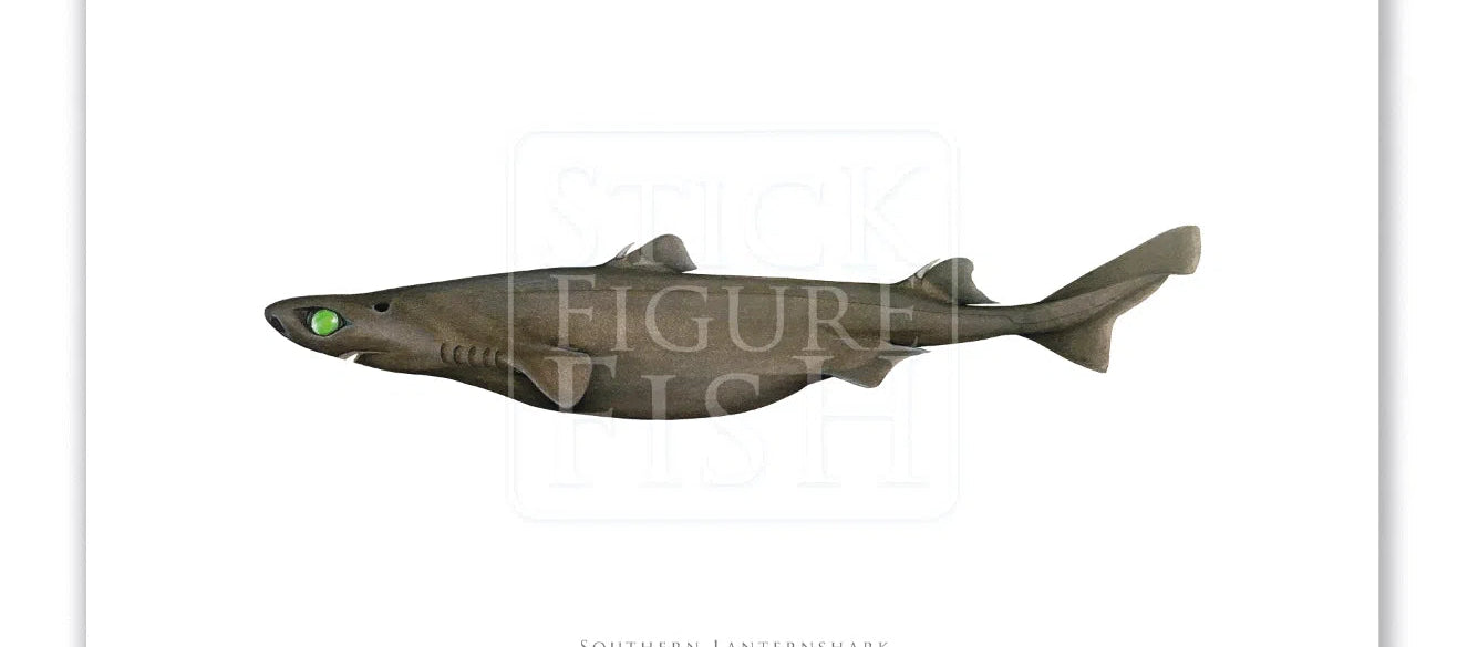 Southern Lanternshark, Etmopterus granulosus (Günther, 1880) - Fine Art Print-Stick Figure Fish Illustration