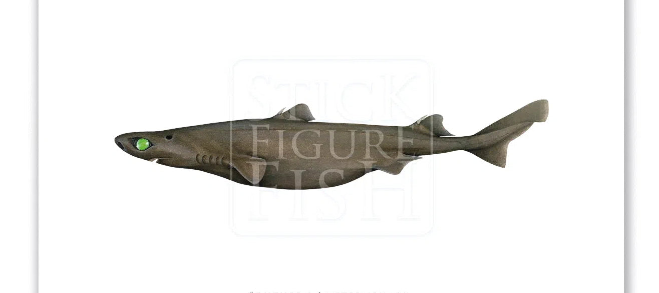 Southern Lanternshark, Etmopterus granulosus (Günther, 1880) - Fine Art Print-Stick Figure Fish Illustration