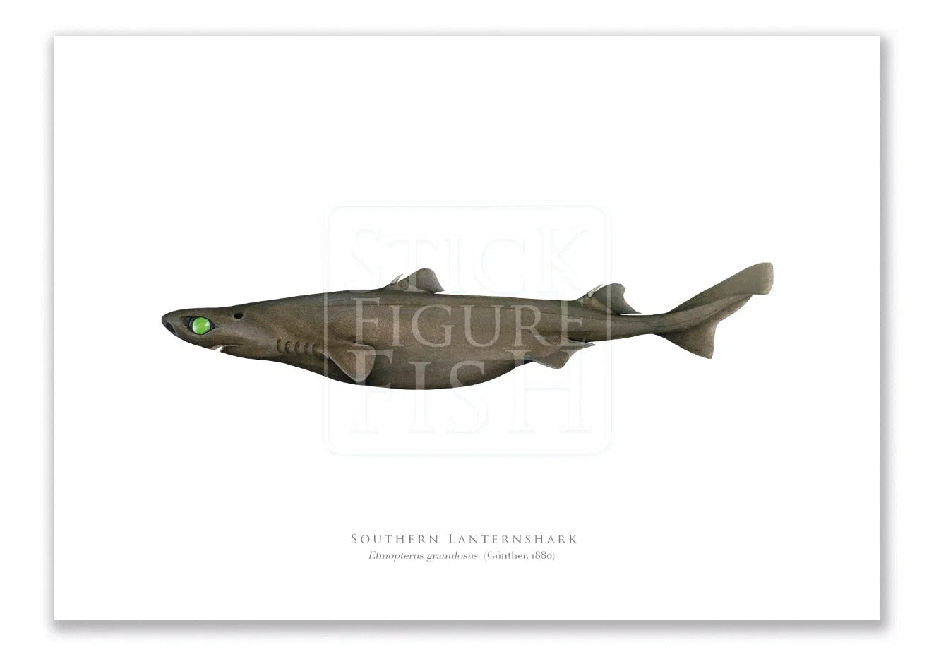 Southern Lanternshark, Etmopterus granulosus (Günther, 1880) - Fine Art Print-Stick Figure Fish Illustration