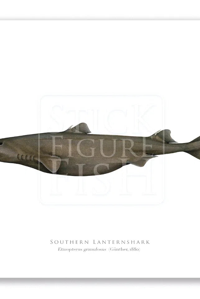 Southern Lanternshark, Etmopterus granulosus (Günther, 1880) - Fine Art Print-Stick Figure Fish Illustration