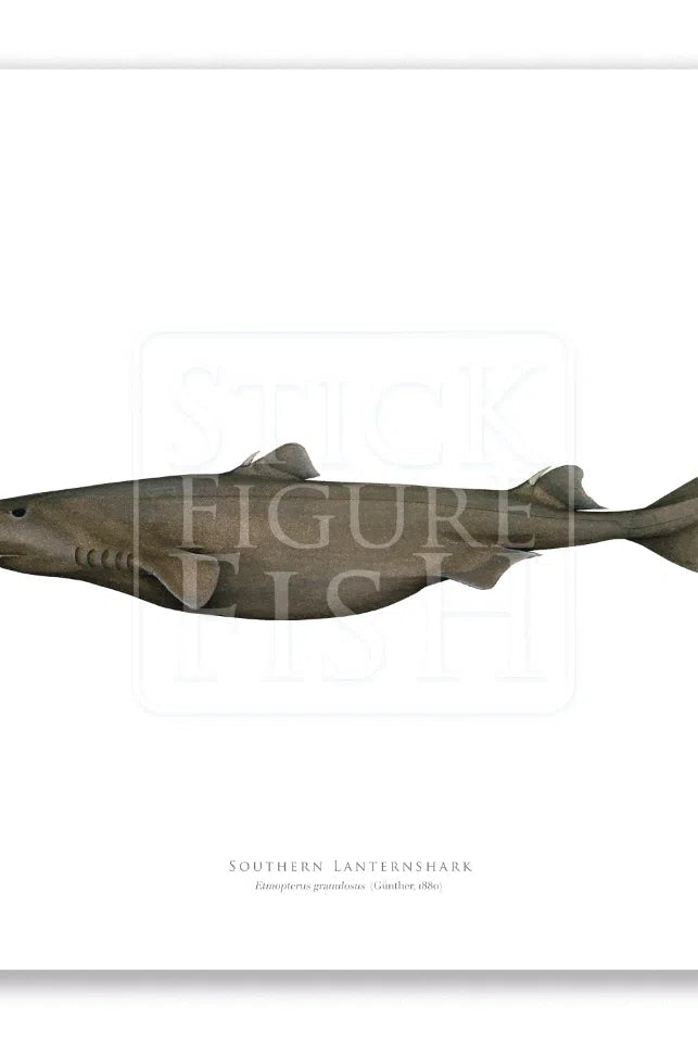 Southern Lanternshark, Etmopterus granulosus (Günther, 1880) - Fine Art Print-Stick Figure Fish Illustration