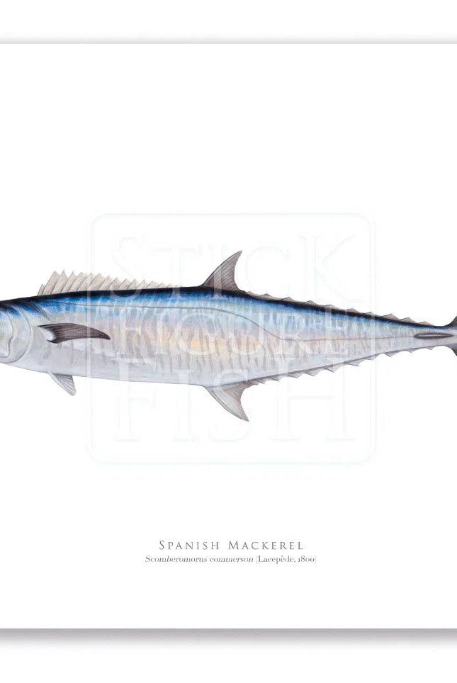 Spanish Mackerel, Scomberomorus commerson (Lacépède 1800) - Fine Art Print-Stick Figure Fish Illustration