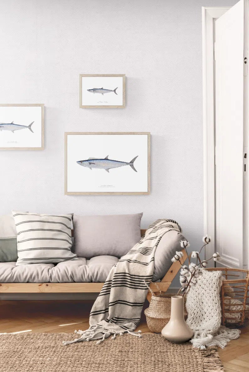 Spanish Mackerel, Scomberomorus commerson (Lacépède 1800) - Fine Art Print-Stick Figure Fish Illustration