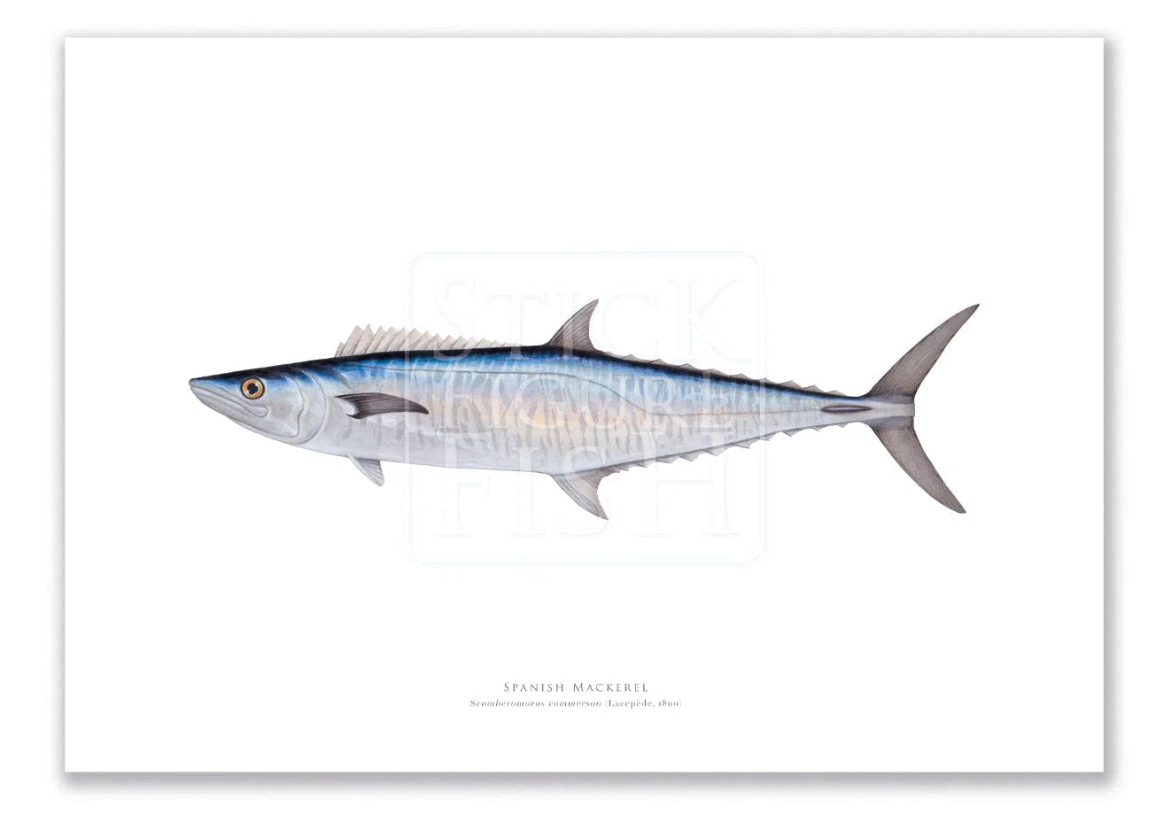 Spanish Mackerel, Scomberomorus commerson (Lacépède 1800) - Fine Art Print-Stick Figure Fish Illustration