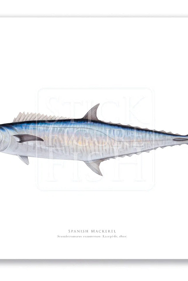 Spanish Mackerel, Scomberomorus commerson (Lacépède 1800) - Fine Art Print-Stick Figure Fish Illustration