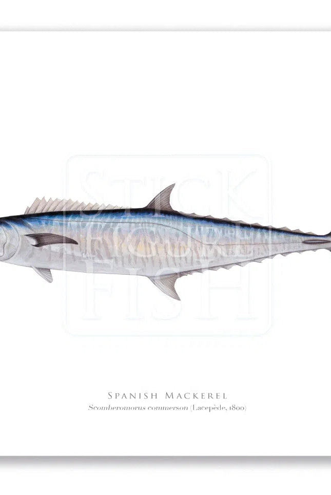 Spanish Mackerel, Scomberomorus commerson (Lacépède 1800) - Fine Art Print-Stick Figure Fish Illustration