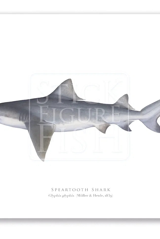 Speartooth Shark, Glyphis glyphis (Müller & Henle 1839) - Fine Art Print-Stick Figure Fish Illustration