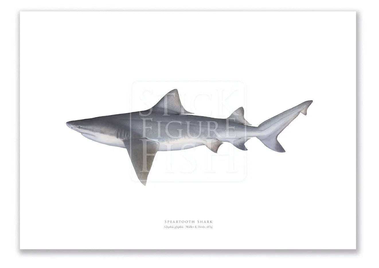 Speartooth Shark, Glyphis glyphis (Müller & Henle 1839) - Fine Art Print-Stick Figure Fish Illustration
