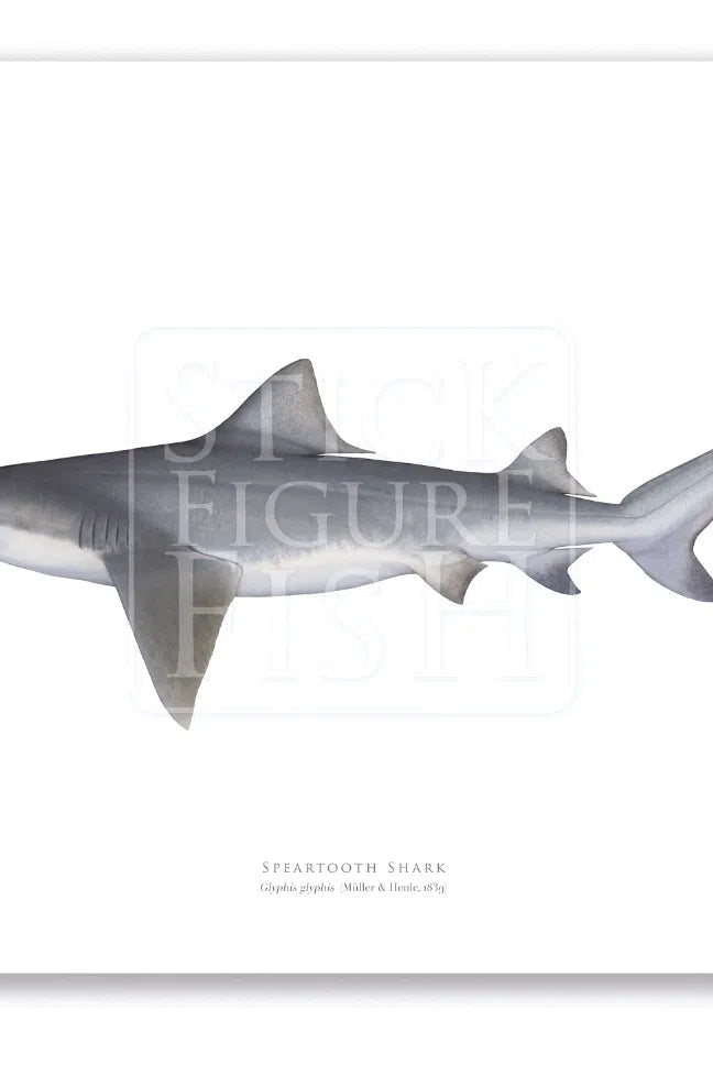 Speartooth Shark, Glyphis glyphis (Müller & Henle 1839) - Fine Art Print-Stick Figure Fish Illustration