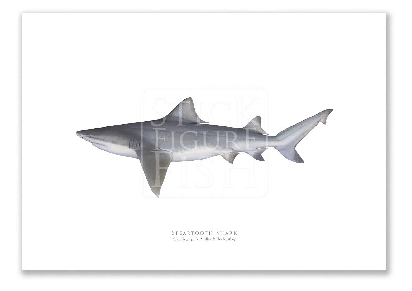 Speartooth Shark, Glyphis glyphis (Müller & Henle 1839) - Fine Art Print-Stick Figure Fish Illustration