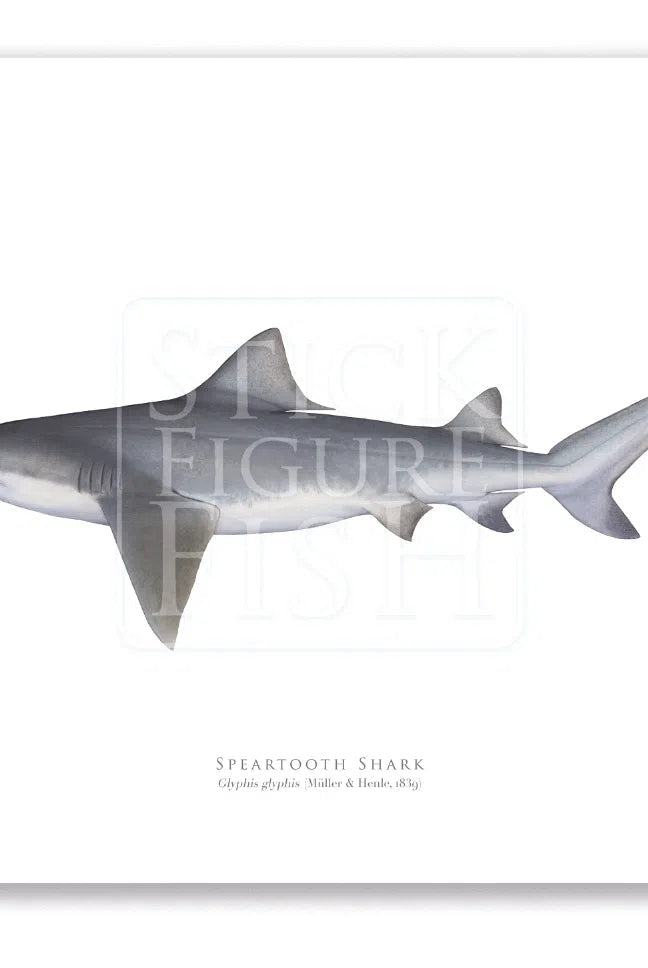 Speartooth Shark, Glyphis glyphis (Müller & Henle 1839) - Fine Art Print-Stick Figure Fish Illustration
