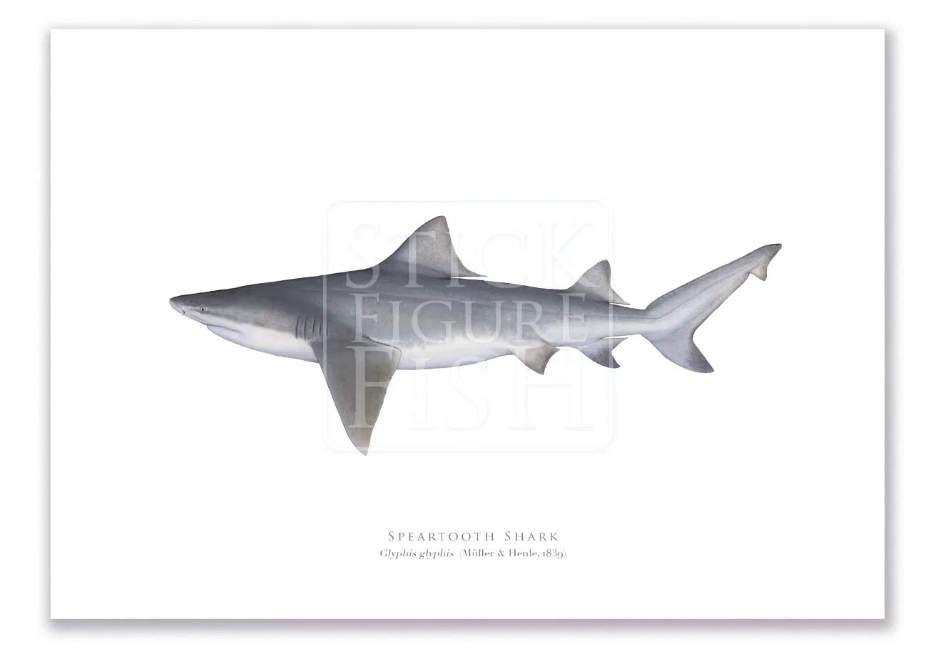 Speartooth Shark, Glyphis glyphis (Müller & Henle 1839) - Fine Art Print-Stick Figure Fish Illustration