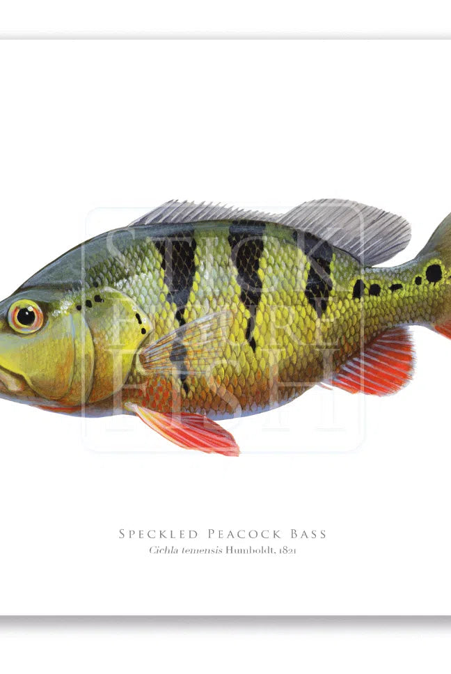 Speckled Peacock Bass (Pavon), Cichla temensis Humboldt 1821 - Fine Art Print-Stick Figure Fish Illustration