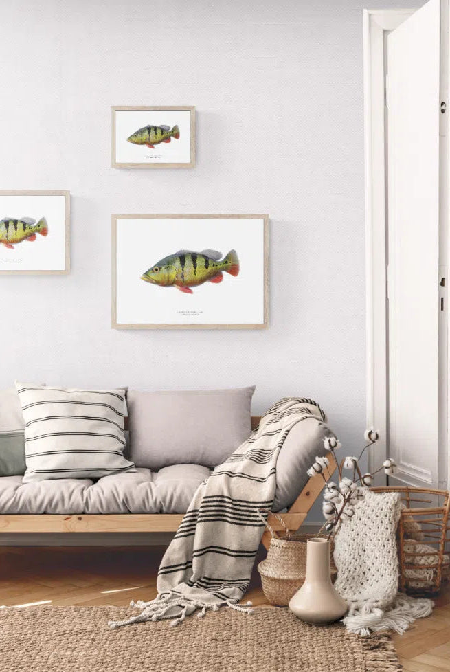 Speckled Peacock Bass (Pavon), Cichla temensis Humboldt 1821 - Fine Art Print-Stick Figure Fish Illustration