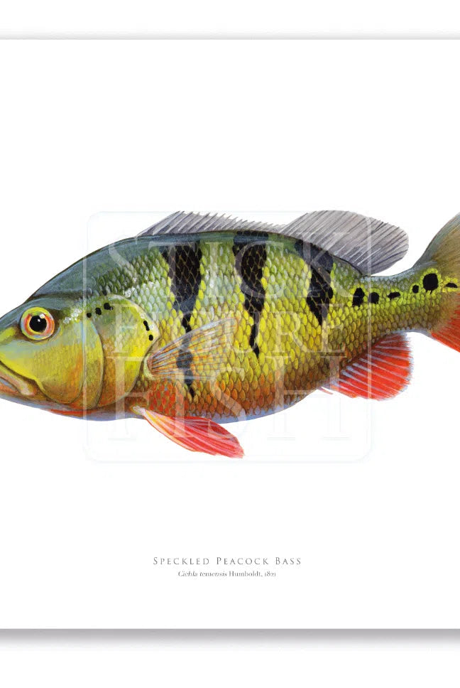 Speckled Peacock Bass (Pavon), Cichla temensis Humboldt 1821 - Fine Art Print-Stick Figure Fish Illustration