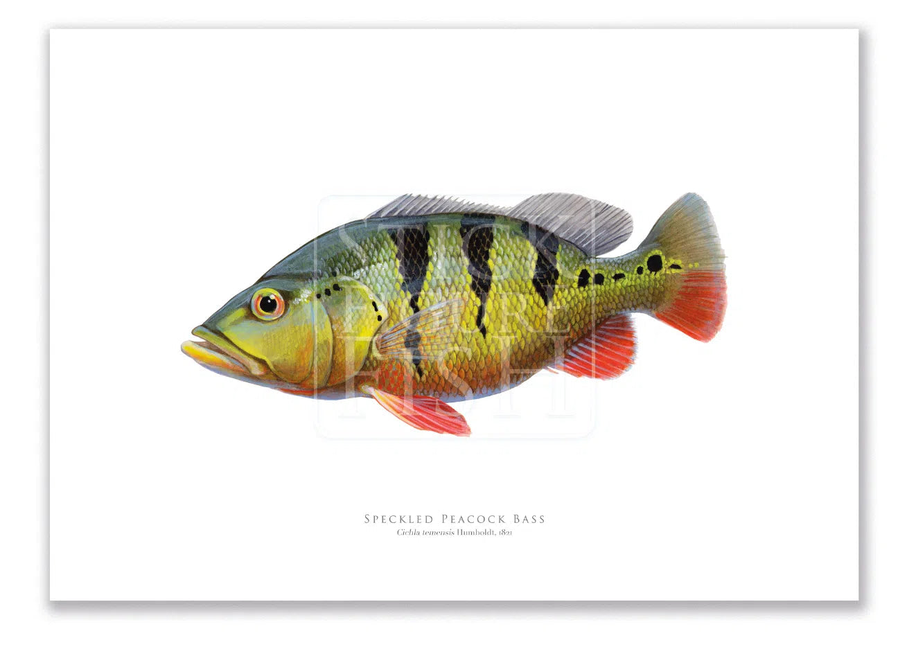 Speckled Peacock Bass (Pavon), Cichla temensis Humboldt 1821 - Fine Art Print-Stick Figure Fish Illustration
