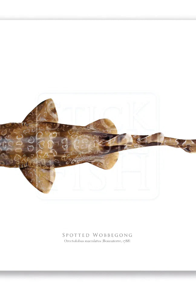 Spotted Wobbegong, Orectolobus maculatus (Bonnaterre 1788) - Fine Art Print-Stick Figure Fish Illustration