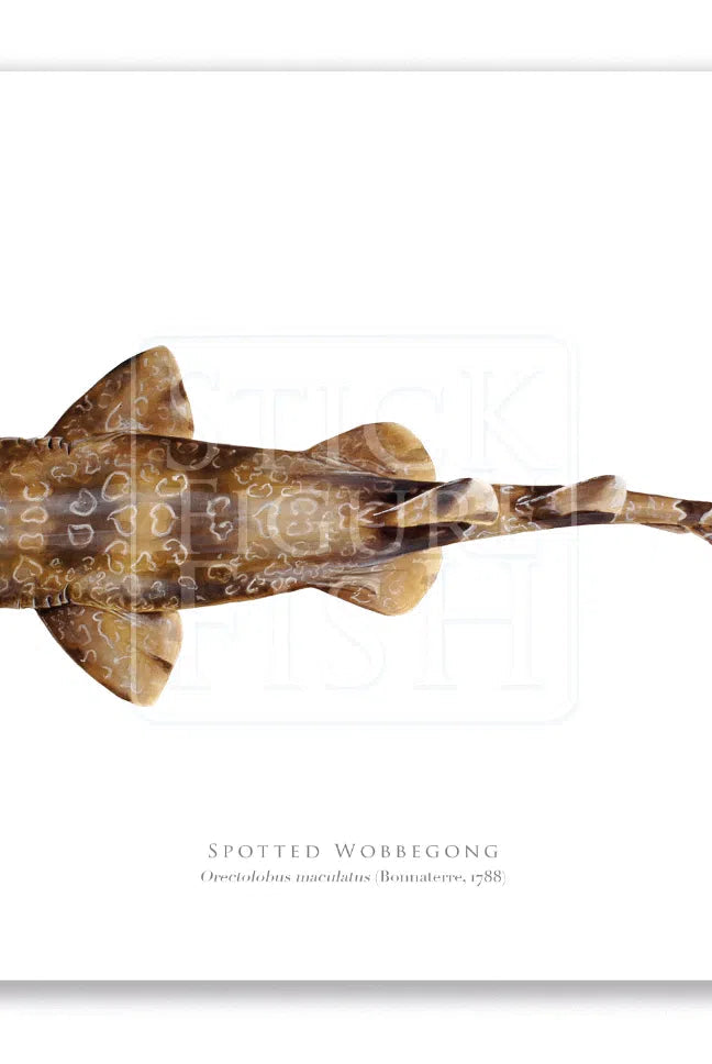 Spotted Wobbegong, Orectolobus maculatus (Bonnaterre 1788) - Fine Art Print-Stick Figure Fish Illustration