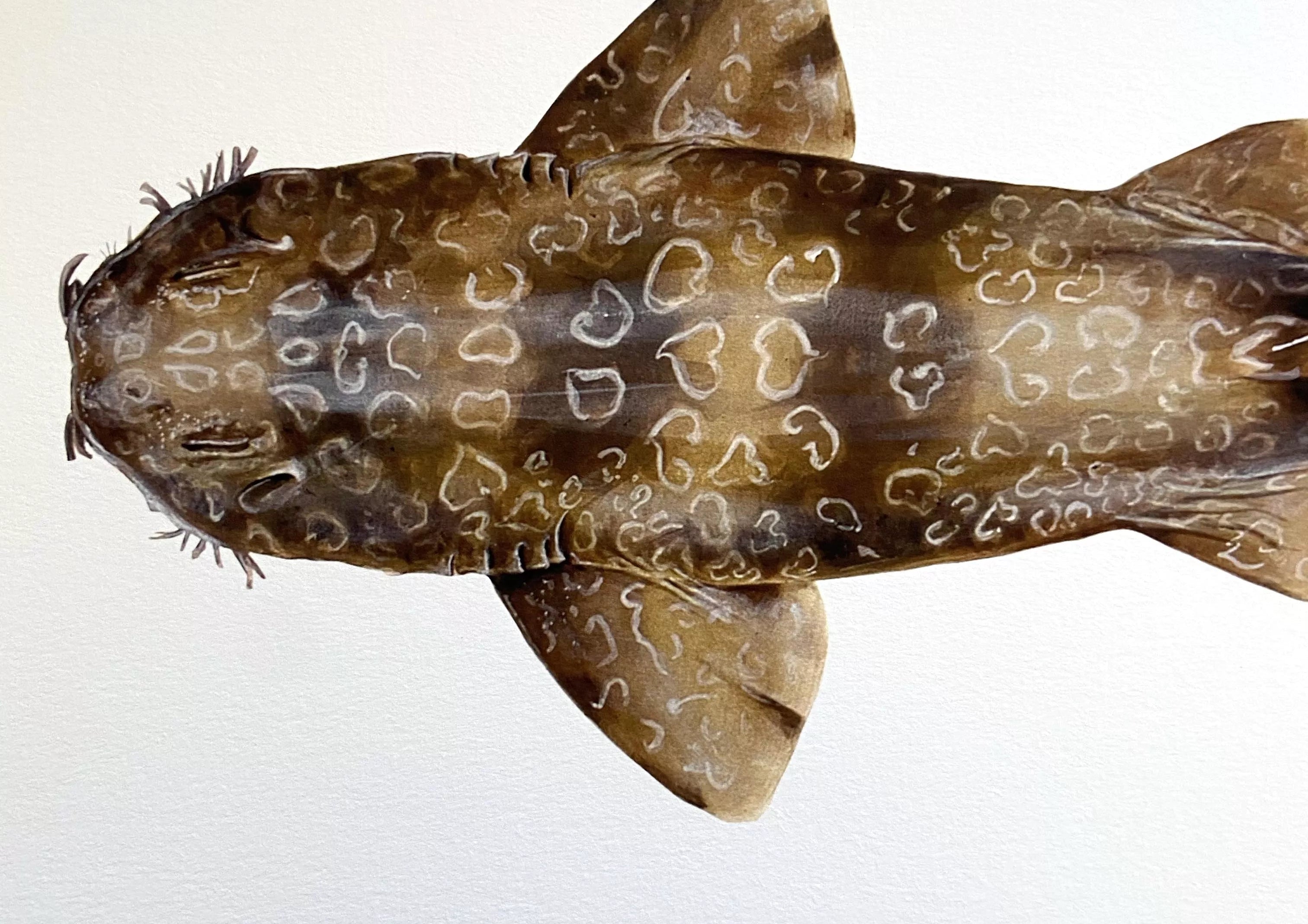 Spotted Wobbegong, Orectolobus maculatus (Bonnaterre 1788) - Fine Art Print-Stick Figure Fish Illustration