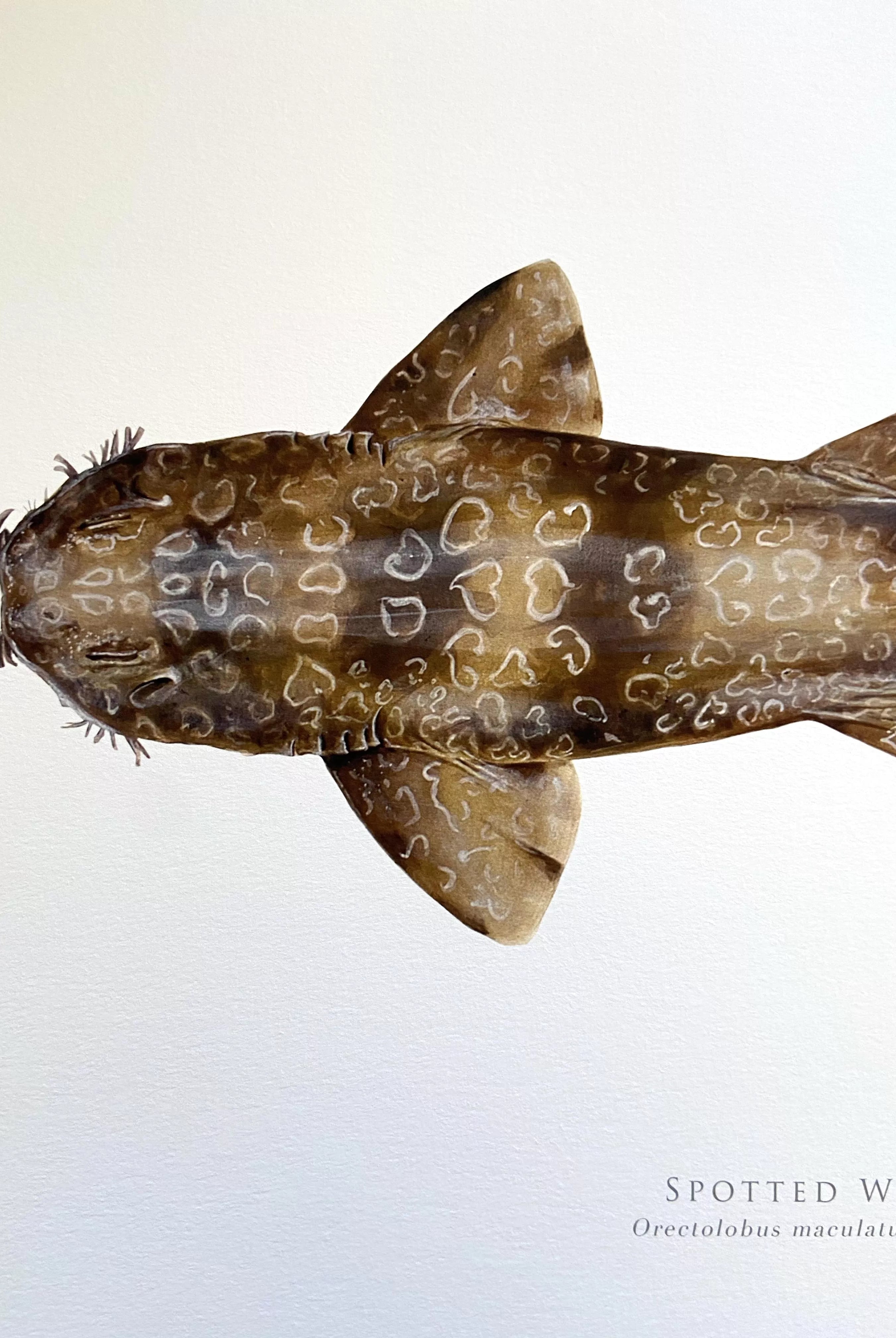 Spotted Wobbegong, Orectolobus maculatus (Bonnaterre 1788) - Fine Art Print-Stick Figure Fish Illustration