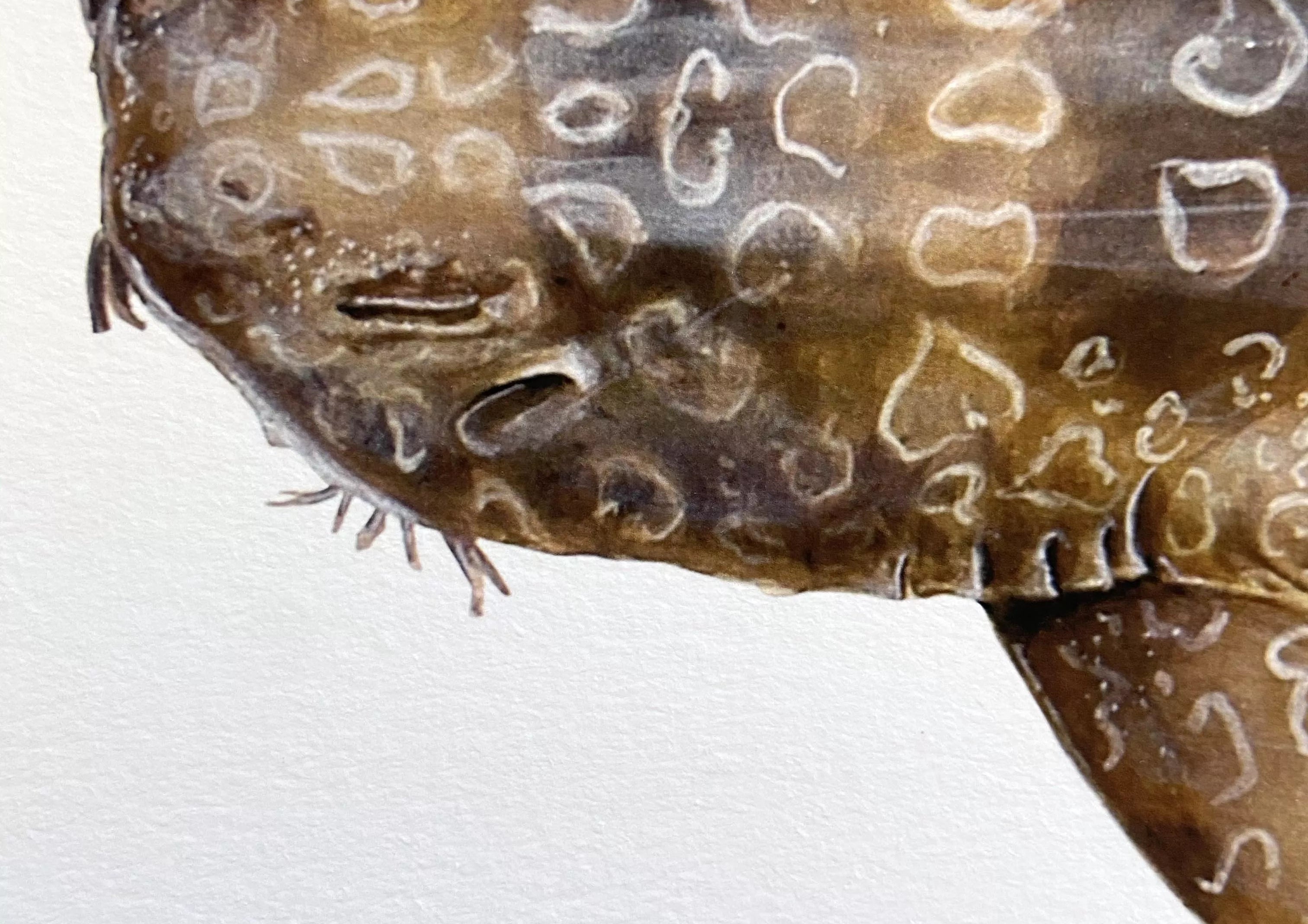 Spotted Wobbegong, Orectolobus maculatus (Bonnaterre 1788) - Fine Art Print-Stick Figure Fish Illustration