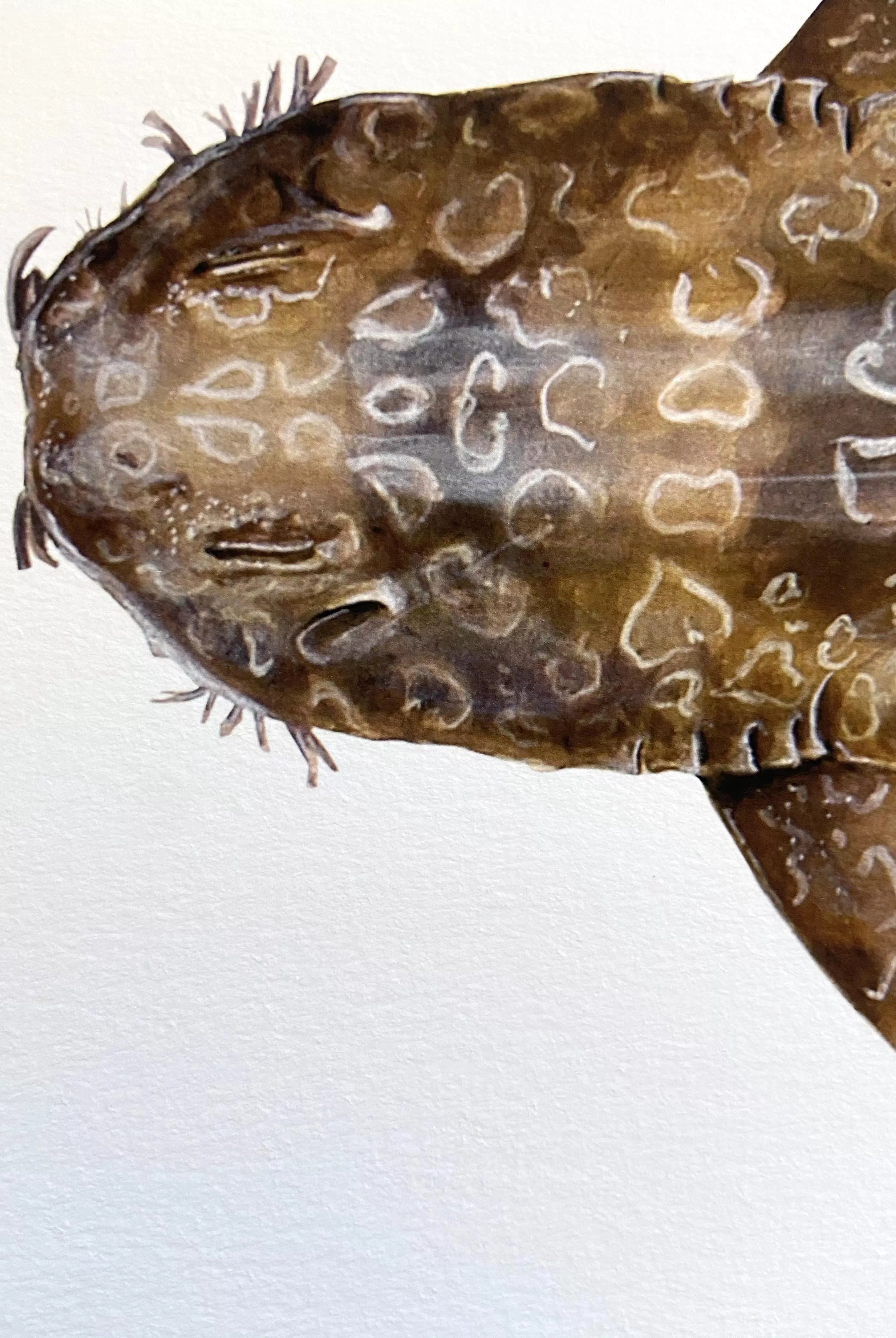 Spotted Wobbegong, Orectolobus maculatus (Bonnaterre 1788) - Fine Art Print-Stick Figure Fish Illustration