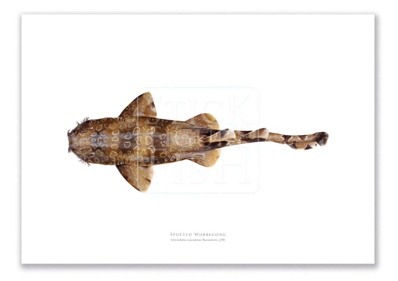 Spotted Wobbegong, Orectolobus maculatus (Bonnaterre 1788) - Fine Art Print-Stick Figure Fish Illustration