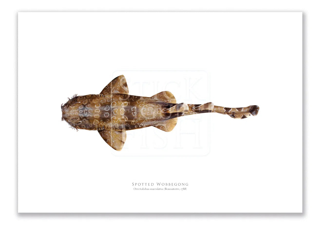 Spotted Wobbegong, Orectolobus maculatus (Bonnaterre 1788) - Fine Art Print-Stick Figure Fish Illustration