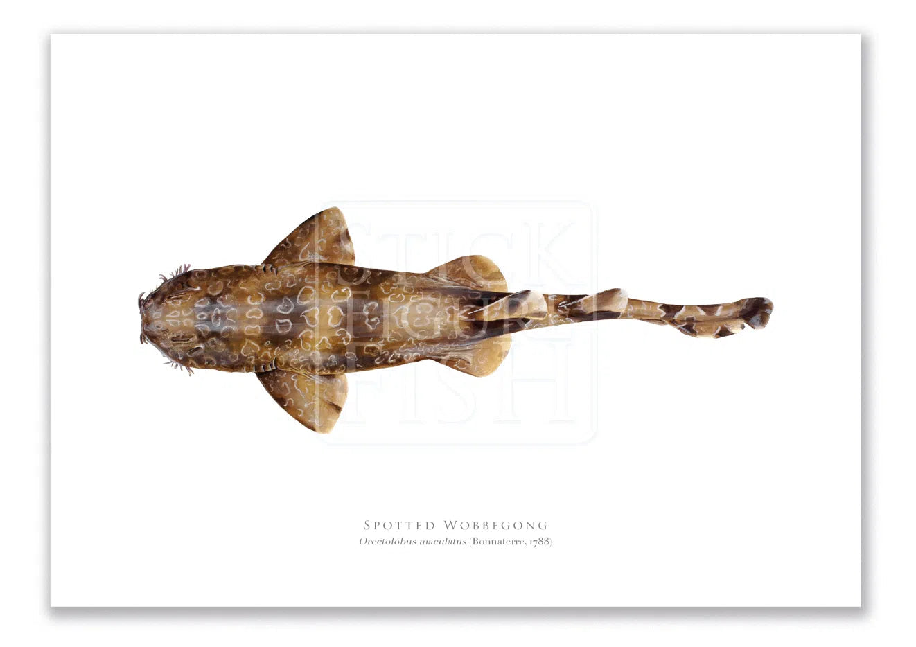 Spotted Wobbegong, Orectolobus maculatus (Bonnaterre 1788) - Fine Art Print-Stick Figure Fish Illustration