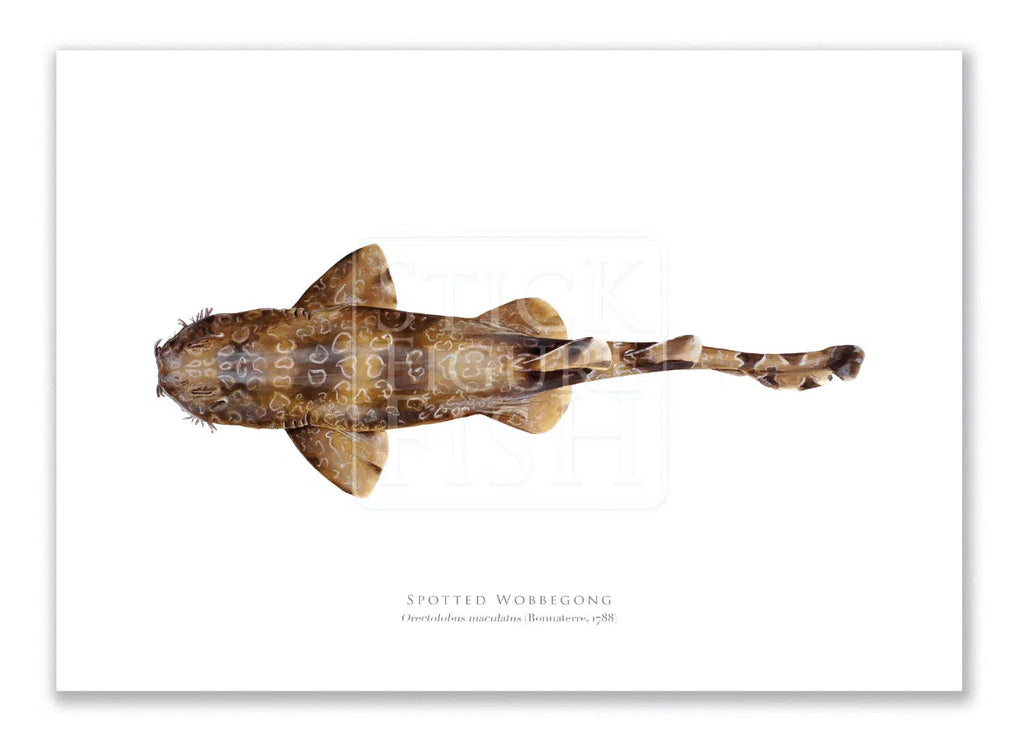 Spotted Wobbegong, Orectolobus maculatus (Bonnaterre 1788) - Fine Art Print-Stick Figure Fish Illustration