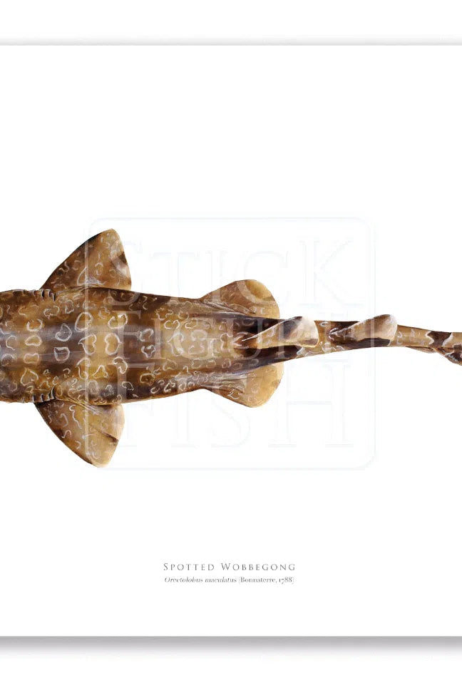 Spotted Wobbegong, Orectolobus maculatus (Bonnaterre 1788) - Fine Art Print-Stick Figure Fish Illustration