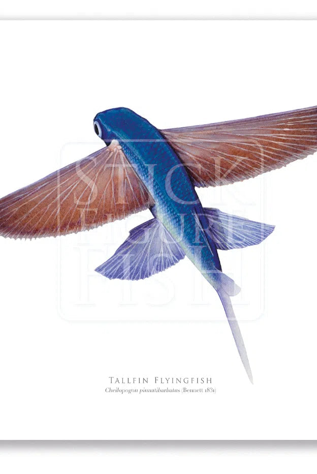 Tallfin Flyingfish, Cheilopogon pinnatibarbatus (Bennett 1831) - Fine Art Print-Stick Figure Fish Illustration