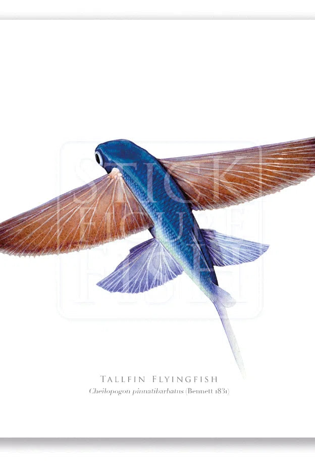 Tallfin Flyingfish, Cheilopogon pinnatibarbatus (Bennett 1831) - Fine Art Print-Stick Figure Fish Illustration