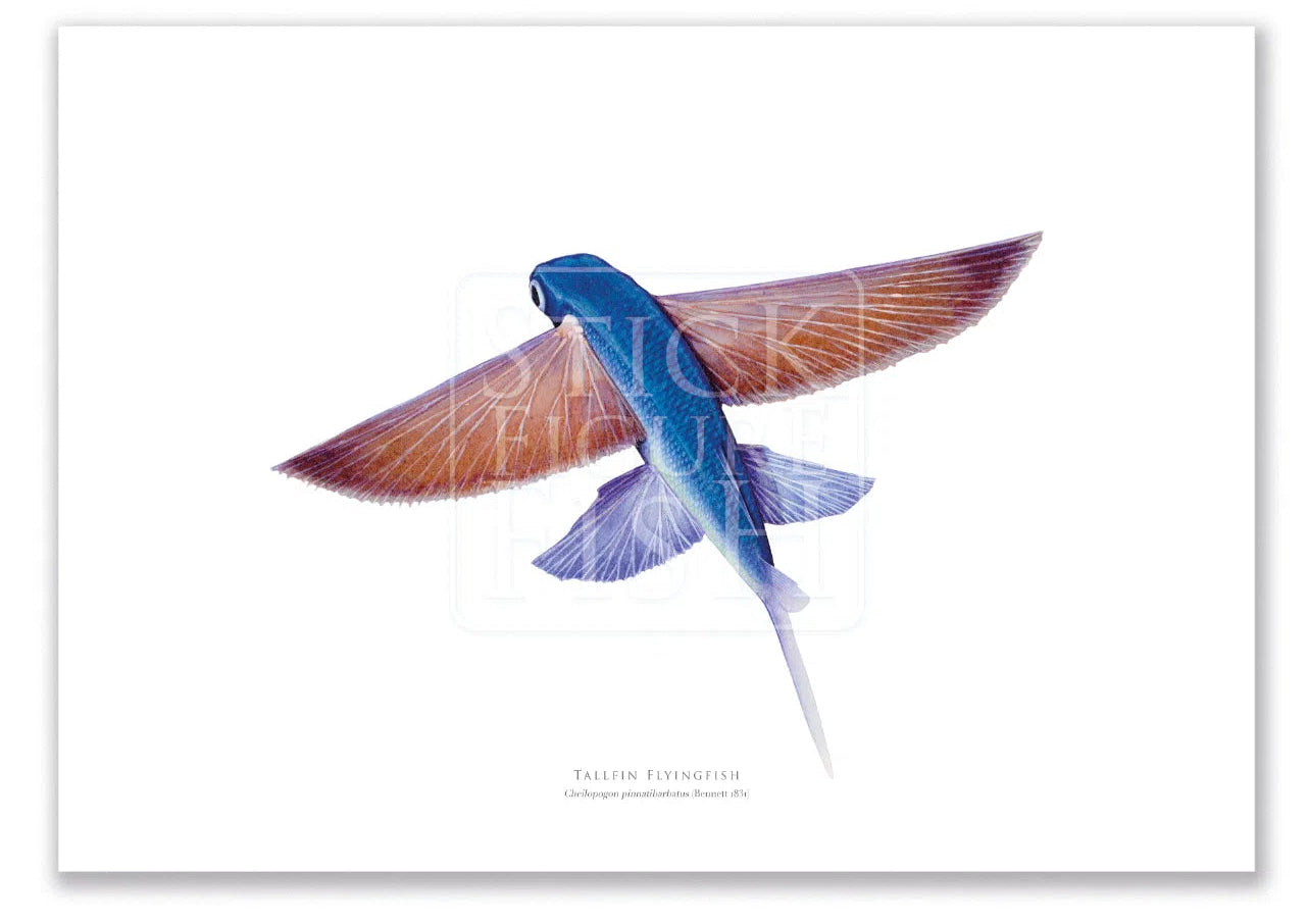 Tallfin Flyingfish, Cheilopogon pinnatibarbatus (Bennett 1831) - Fine Art Print-Stick Figure Fish Illustration