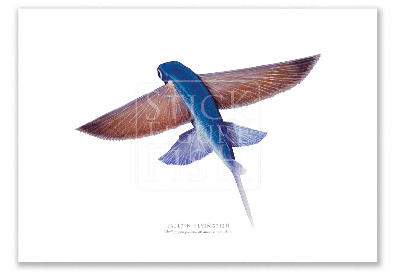 Tallfin Flyingfish, Cheilopogon pinnatibarbatus (Bennett 1831) - Fine Art Print-Stick Figure Fish Illustration
