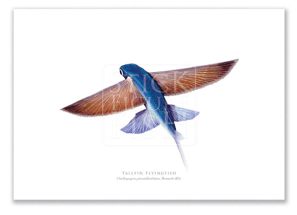 Tallfin Flyingfish, Cheilopogon pinnatibarbatus (Bennett 1831) - Fine Art Print-Stick Figure Fish Illustration