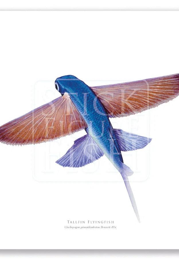 Tallfin Flyingfish, Cheilopogon pinnatibarbatus (Bennett 1831) - Fine Art Print-Stick Figure Fish Illustration