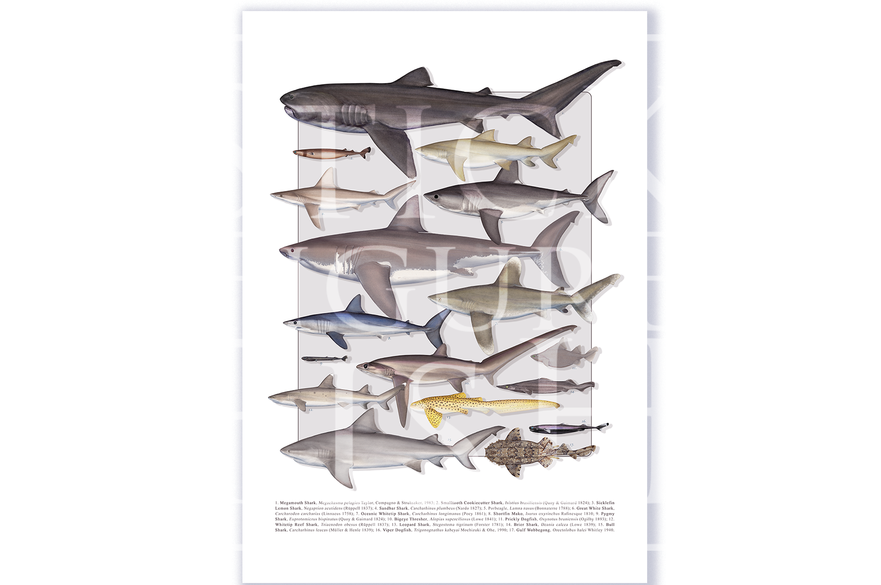 Fine art shark species compilation print by Dr. Lindsay Marshall on Hahnemühle German Etching paper.