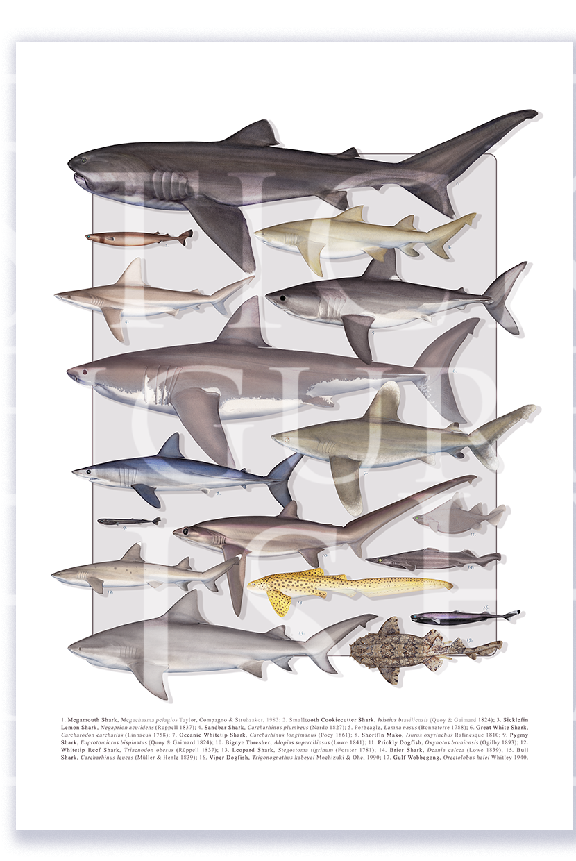 Fine art shark species compilation print by Dr. Lindsay Marshall on Hahnemühle German Etching paper.