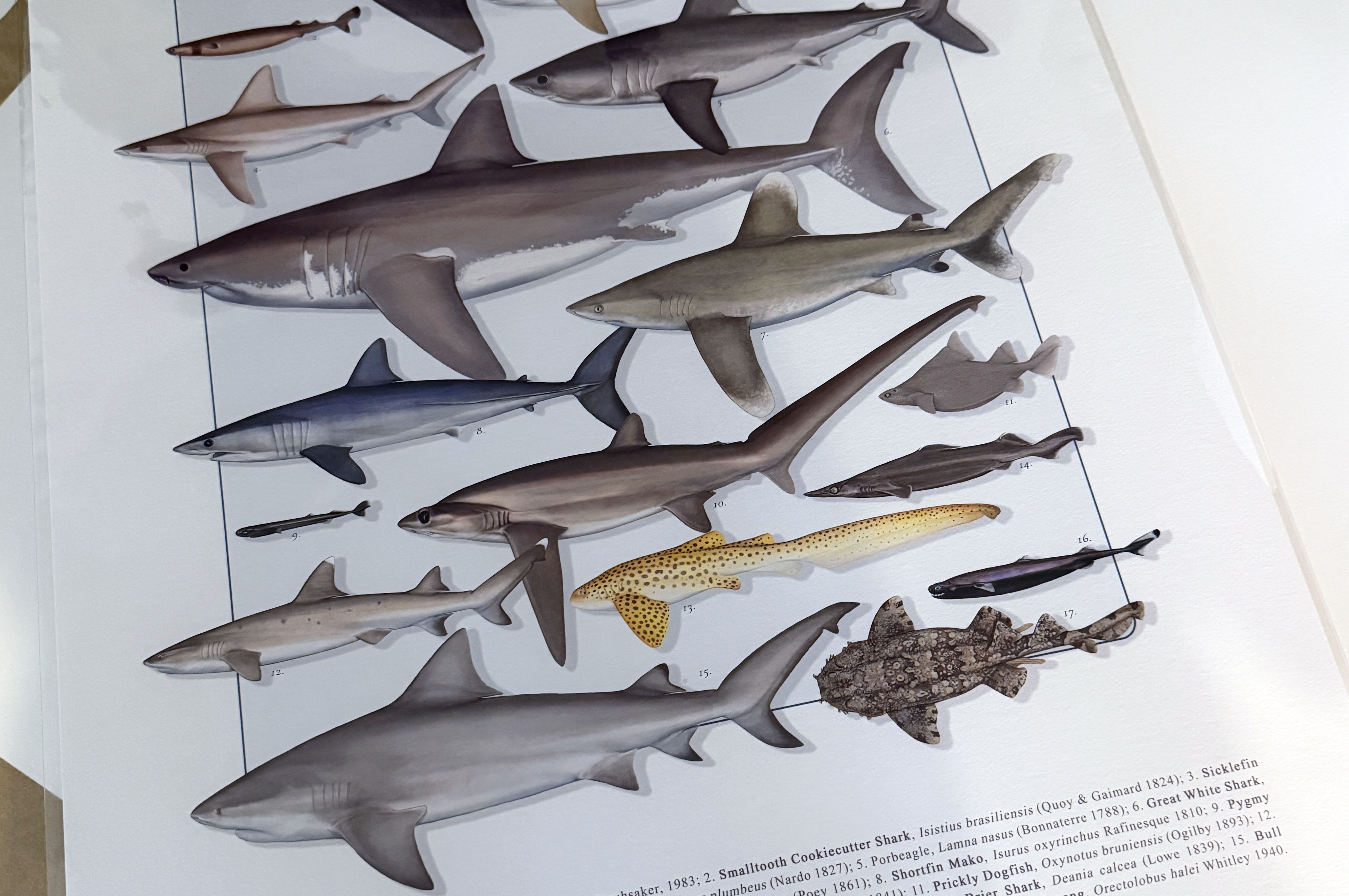 Detailed scientific illustration of a Great White Shark and Shortfin Mako, archival ink on textured art paper.