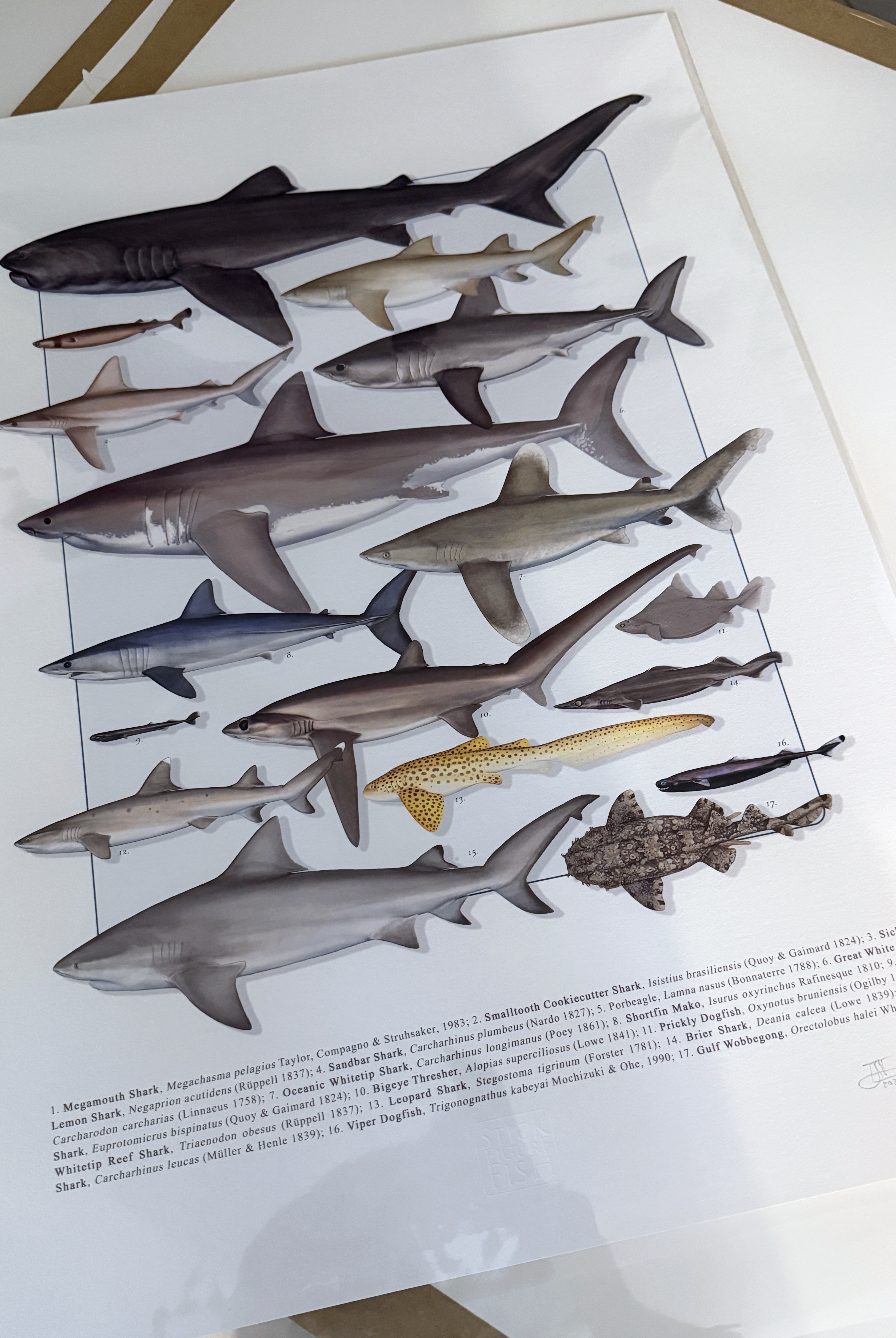 Detailed scientific illustration of a Great White Shark and Shortfin Mako, archival ink on textured art paper.