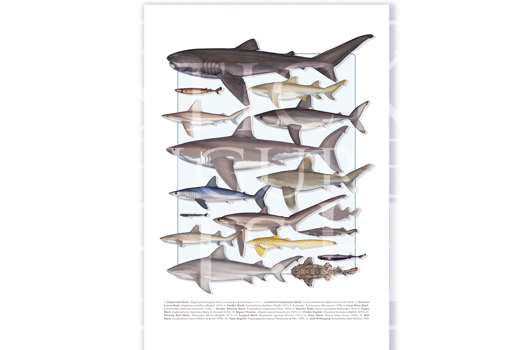Fine art shark species compilation print by Dr. Lindsay Marshall on Hahnemühle German Etching paper.